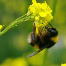 Abelha (bee) Bombus terrestris